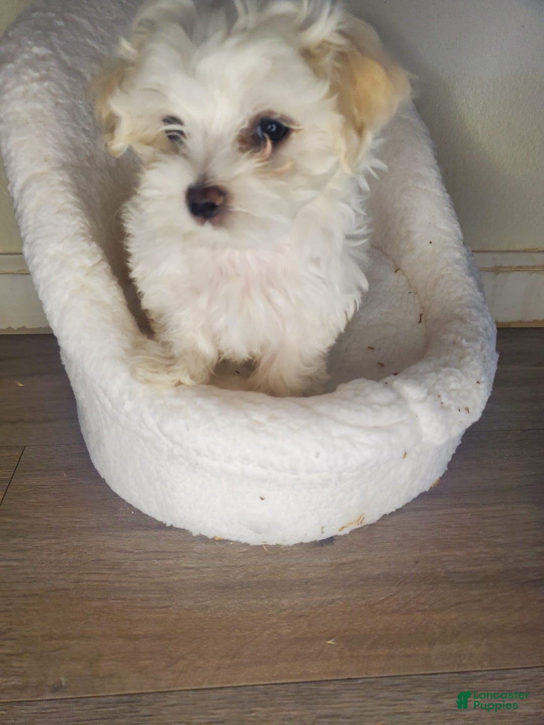 Maltese dogs for sale: Pepe - Image 4