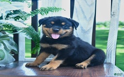 Rottweiler dogs for sale: Pearl - Image 4