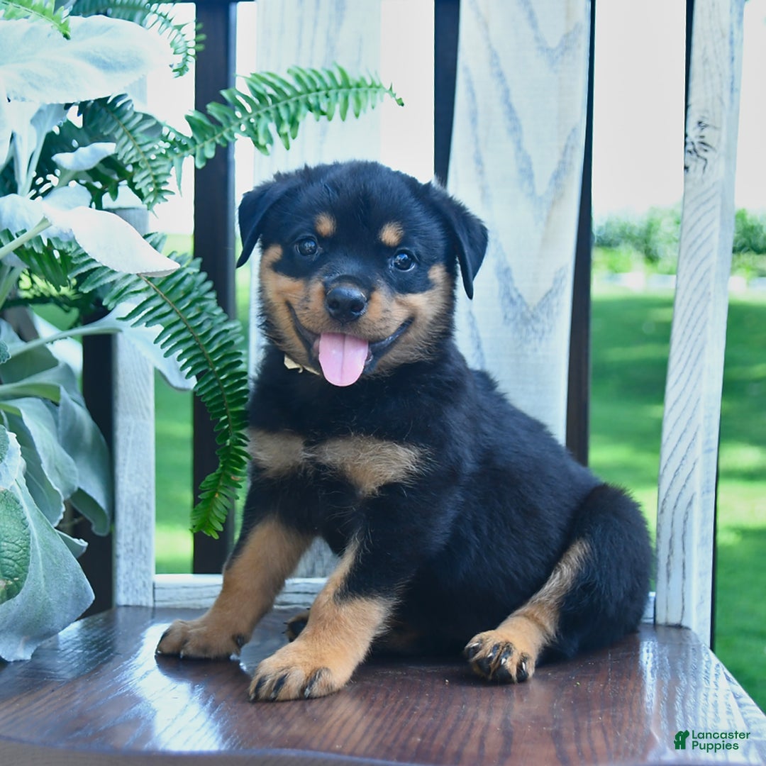 Rottweiler dogs for sale: Pearl - Image 4