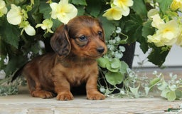 Miniature Dachshund dogs for sale: Smokey - Image 6