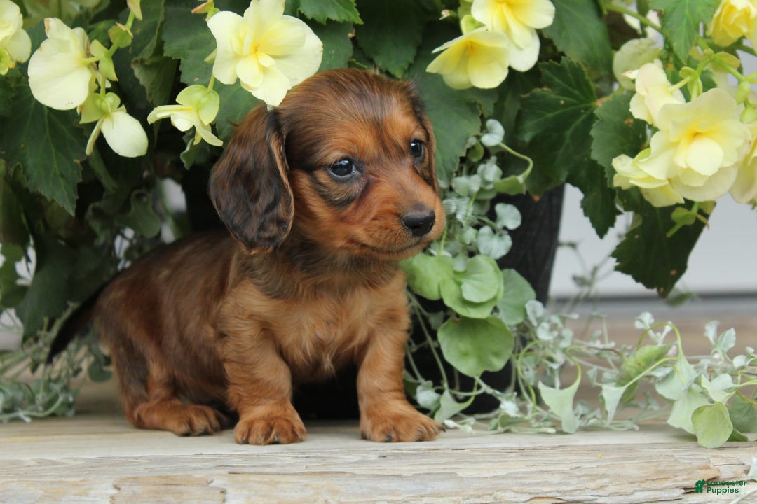 Miniature Dachshund dogs for sale: Smokey - Image 6