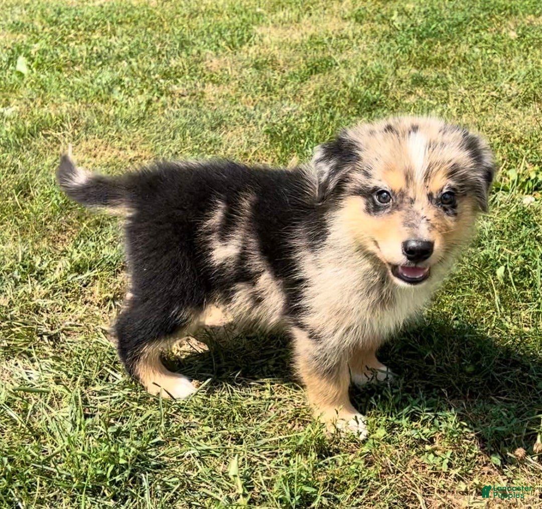 Alaskan Malamute dogs for sale: Cully - Image 4