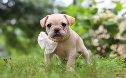 French Bulldog dogs for sale: Margo - Image 7