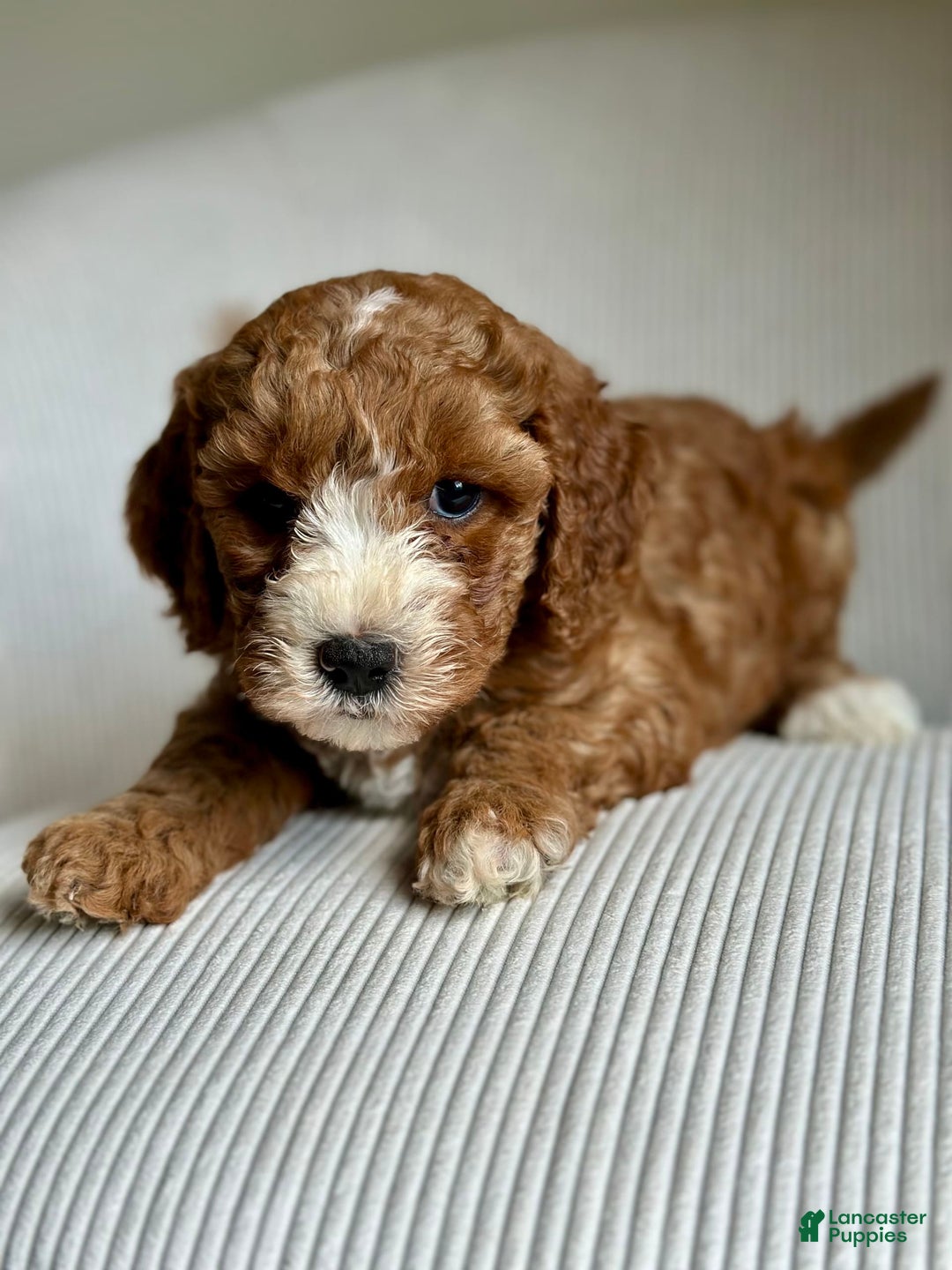 Mini Goldendoodle dogs for sale: Dolly - Image 7