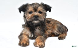 Morkie dogs for sale: Cassidy - Image 1