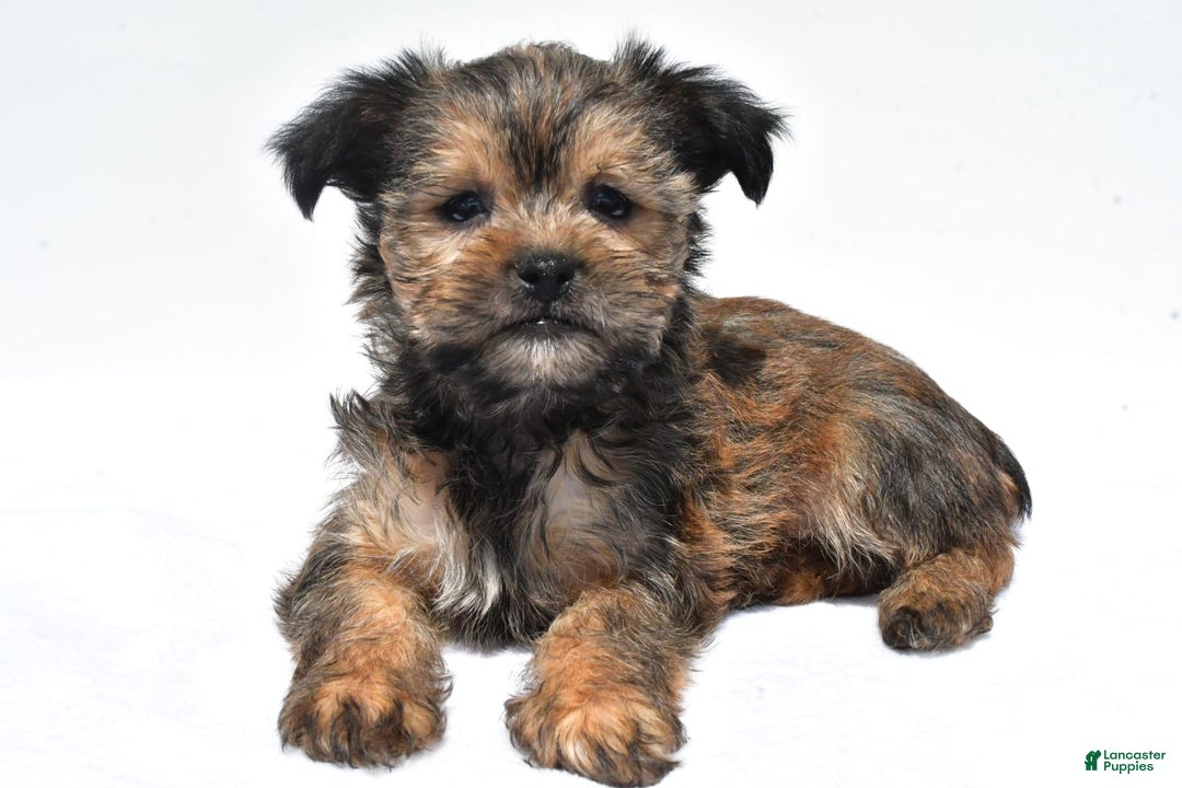 Morkie dogs for sale: Cassidy - Image 1