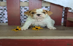 Beabull dogs for sale: Alex - Image 3