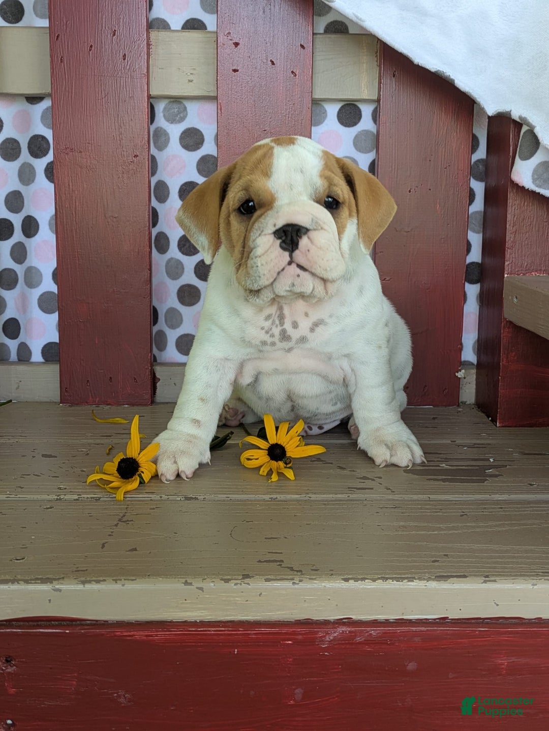 Beabull dogs for sale: Alex - Image 3