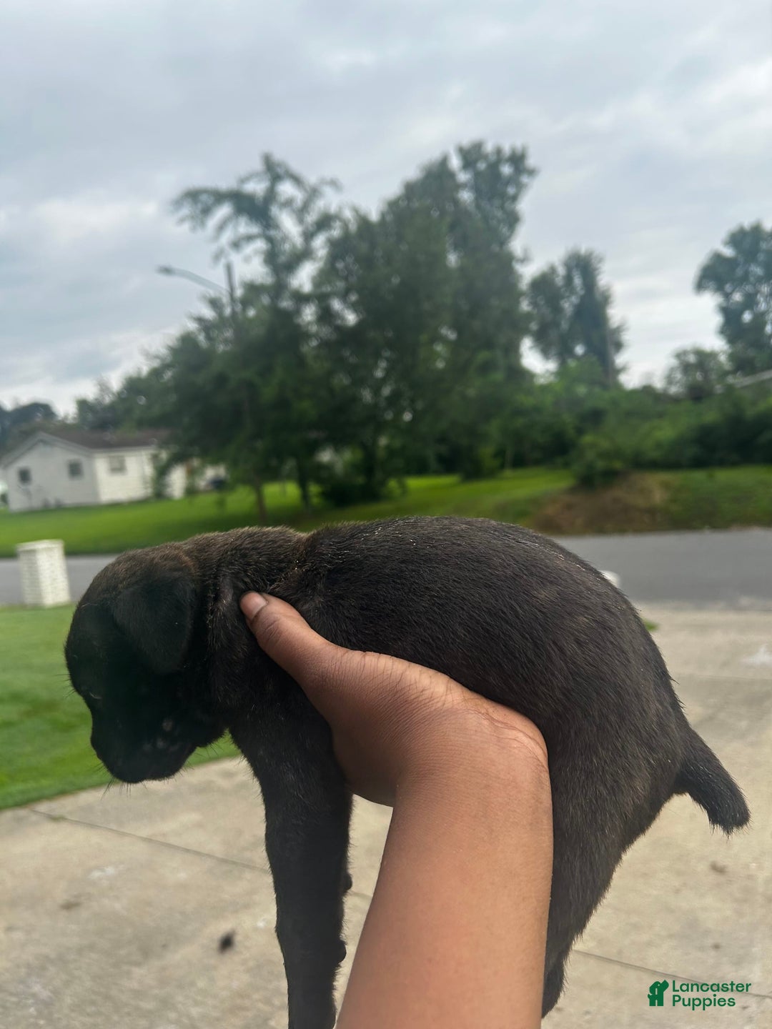 Cane Corso dogs for sale: Runt - Image 2