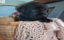 Labrador Retriever dogs for sale: Stanley Hudson - Image 4