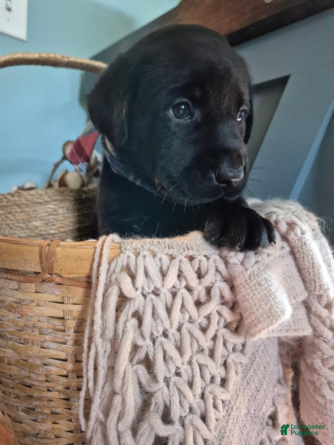 Labrador Retriever dogs for sale: Stanley Hudson - Image 4