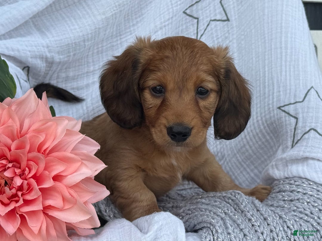 Miniature Dachshund dogs for sale: Buster - Image 13