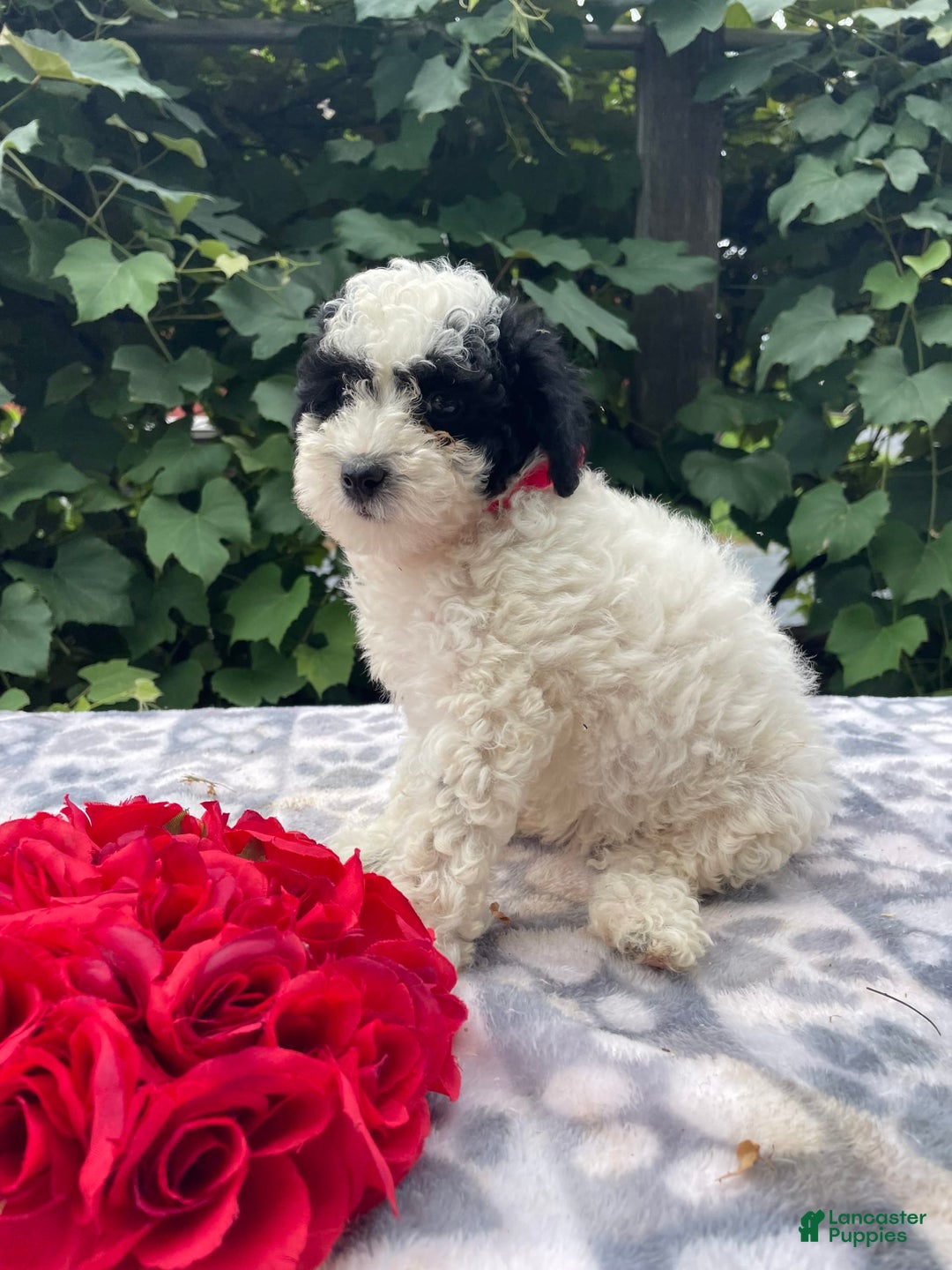 Toy Poodle dogs for sale: Chip - Image 3
