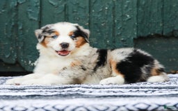 Australian Shepherd dogs for sale: Forest - Image 11