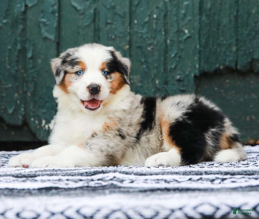 Australian Shepherd dogs for sale: Forest - Image 11