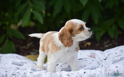 Cockalier dogs for sale: Rosa - Image 3