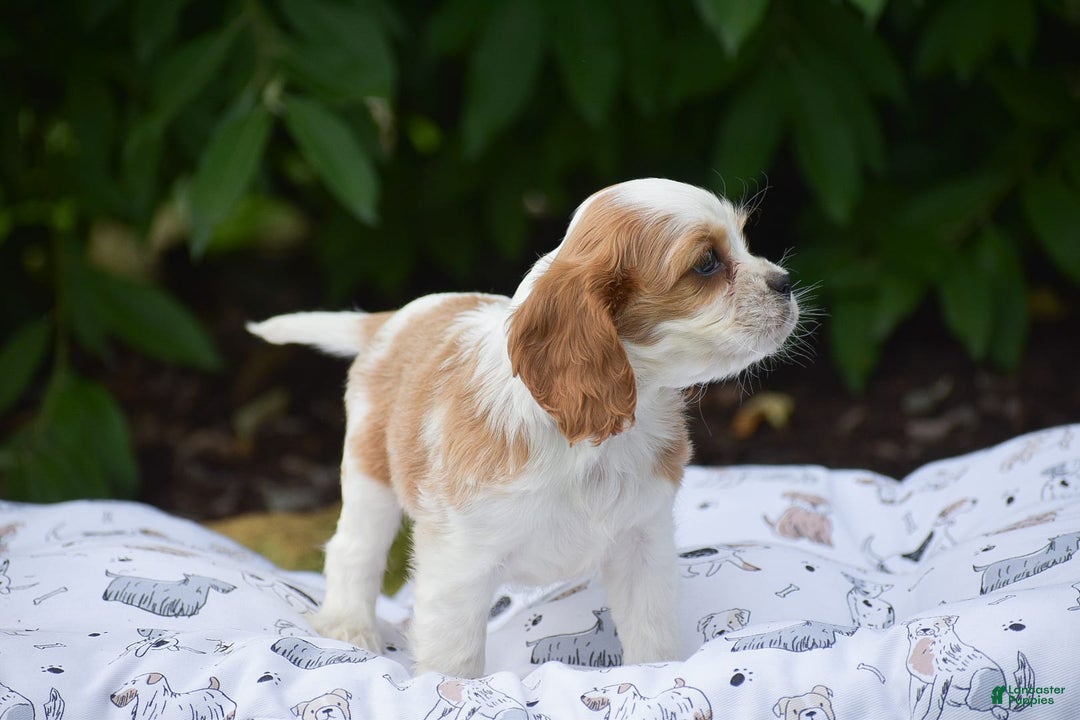 Cockalier dogs for sale: Rosa - Image 3