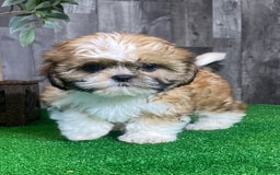 Shih Tzu dogs for sale: Sunny - Image 5