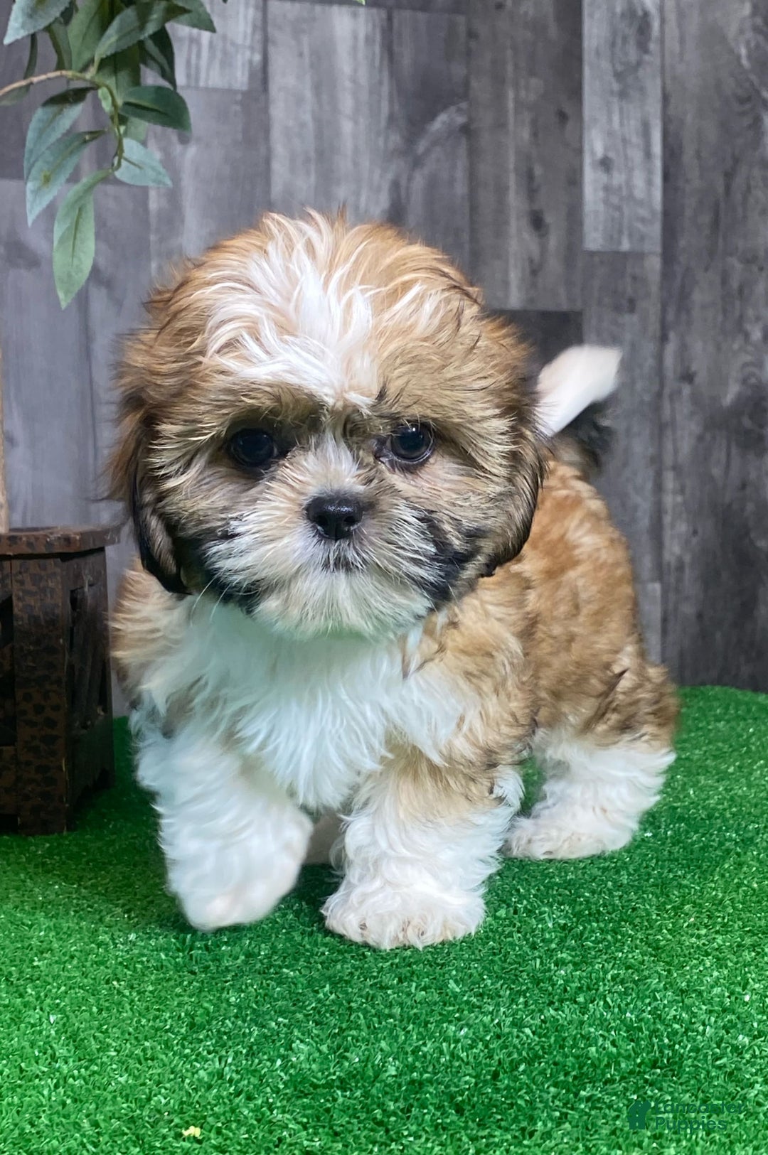 Shih Tzu dogs for sale: Sunny - Image 5
