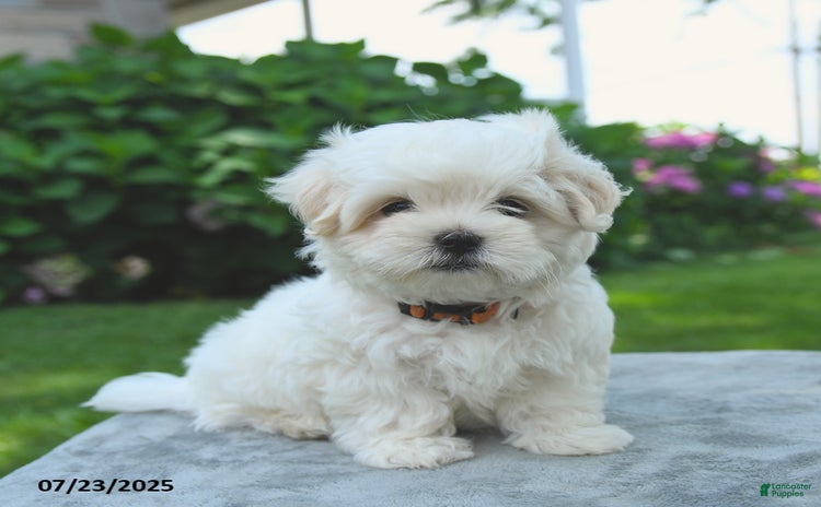 Maltese dogs for sale - Ad 2