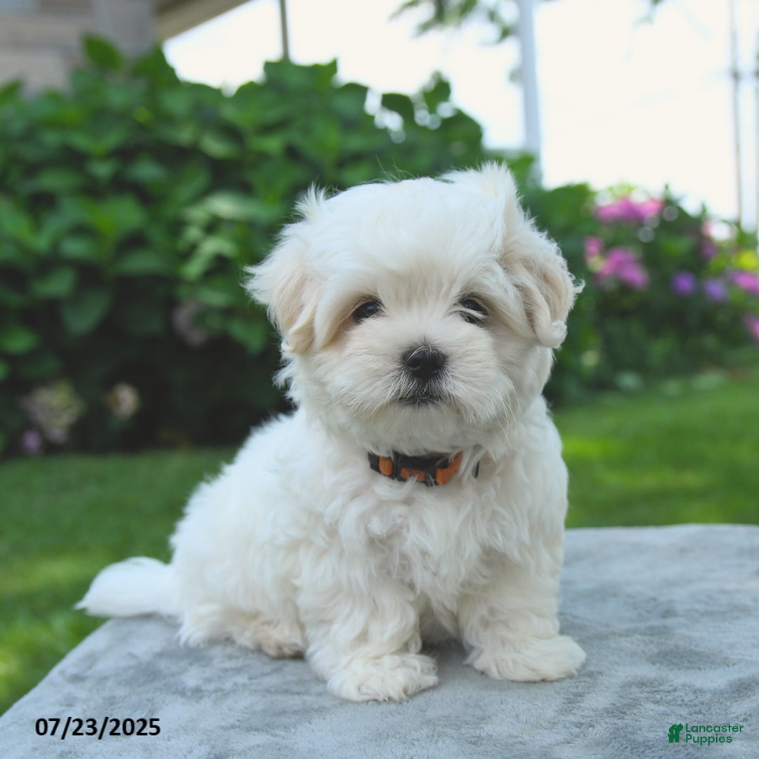 Maltese dogs for sale: Lenny - Image 1