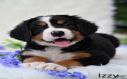Bernese Mountain Dog dogs for sale: Izzy - Image 2