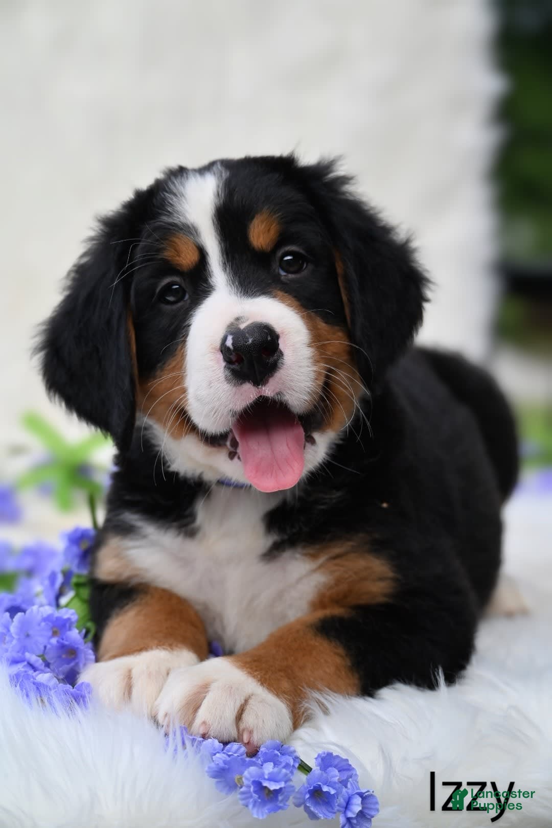 Bernese Mountain Dog dogs for sale: Izzy - Image 2