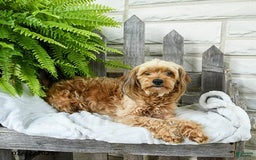 Yorkiepoo dogs for sale: Maddi - Image 3