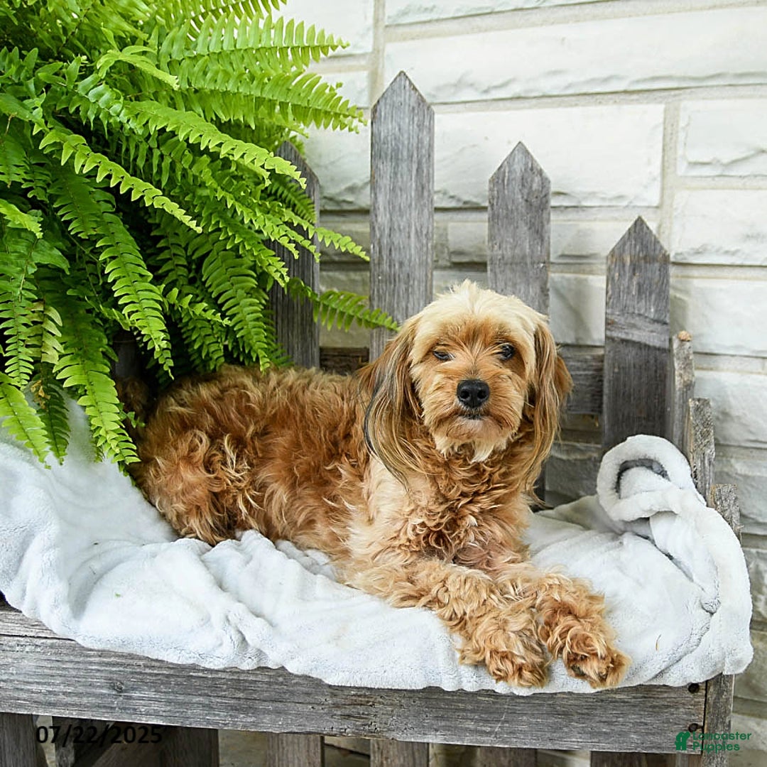 Yorkiepoo dogs for sale: Maddi - Image 3
