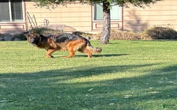 German Shepherd dogs for sale: 2nd Boy - Image 7