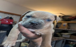 American Pit Bull Terrier dogs for sale: Ham Samy - Image 9