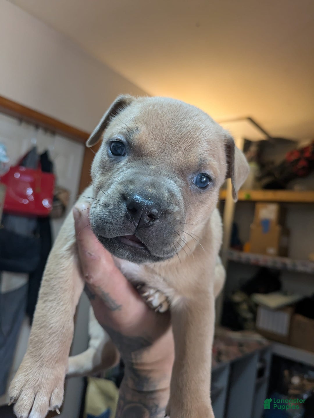 American Pit Bull Terrier dogs for sale: Ham Samy - Image 9