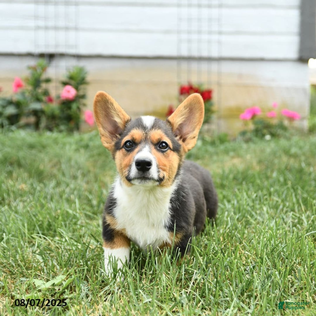 Welsh Corgi Pembroke dogs for sale: Phoenix - Image 6