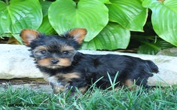 Yorkshire Terrier dogs for sale: Jojo - Image 3