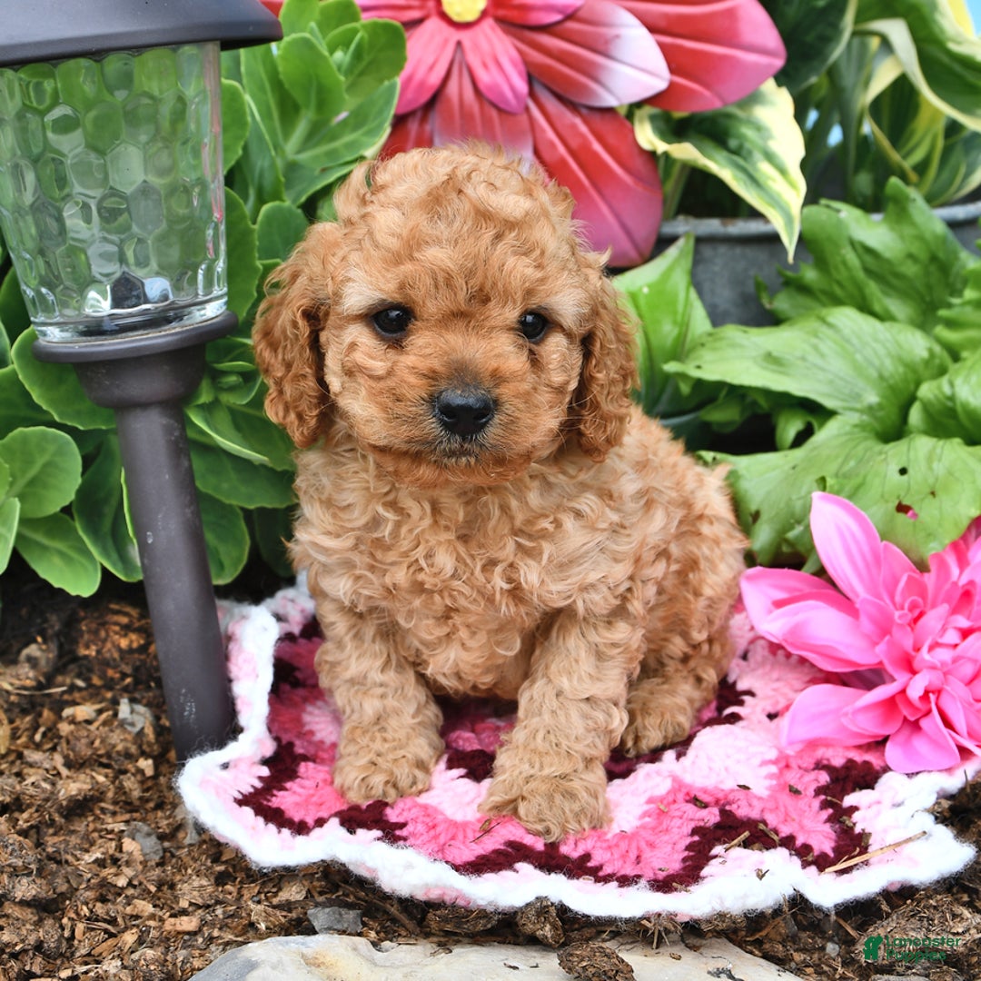 Cavapoo dogs for sale: Candy - Image 7