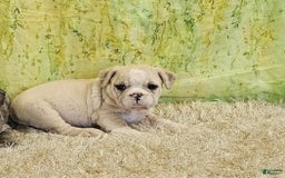 English Bulldog dogs for sale: Snow Colt - Image 3