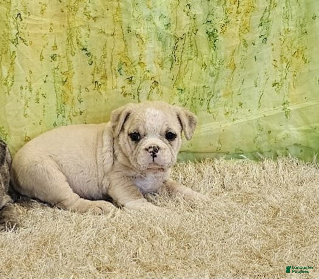 English Bulldog dogs for sale: Snow Colt - Image 3