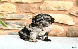 Miniature Poodle dogs for sale: Sparkey - Image 1