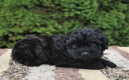 Havapoo dogs for sale: Hawk - Image 6
