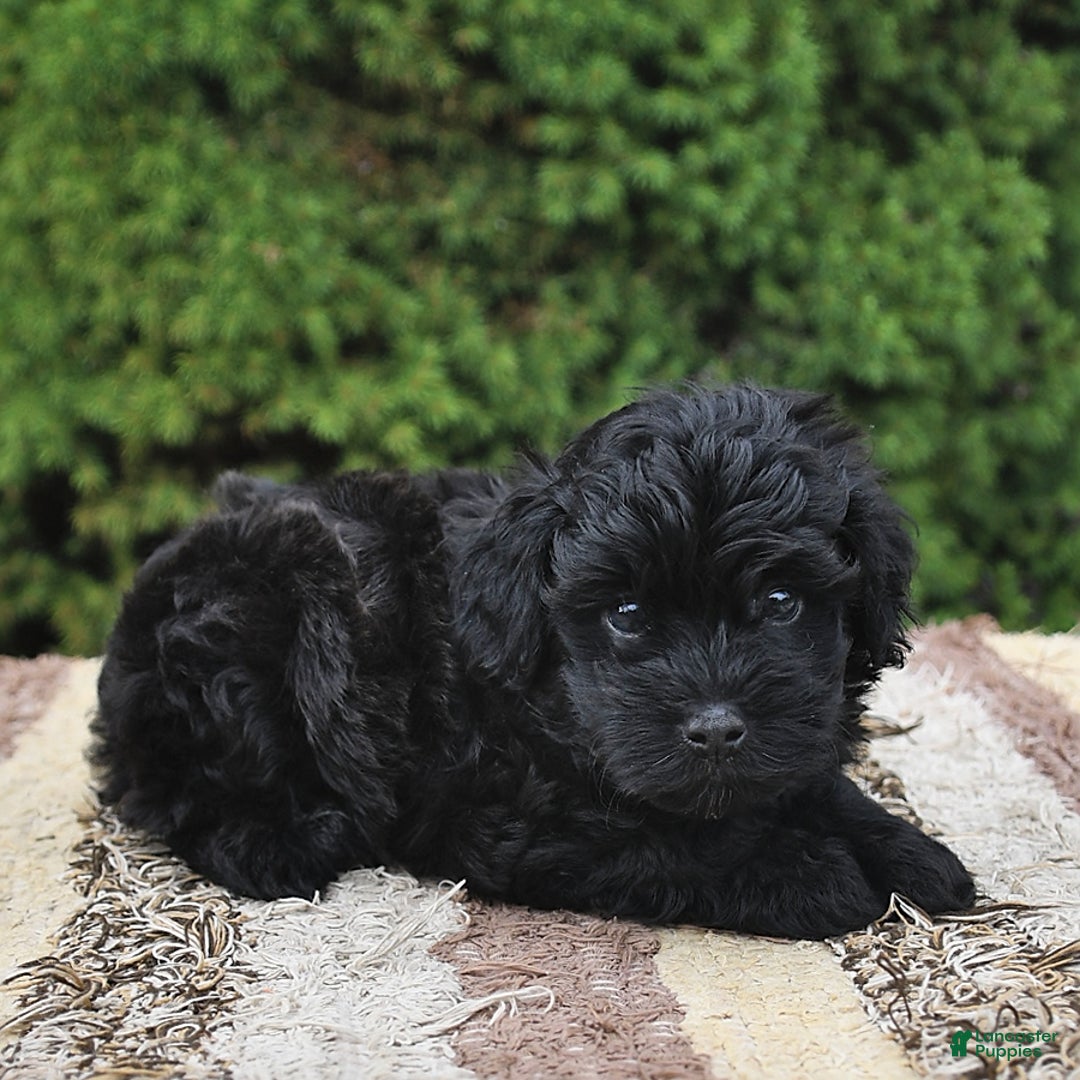 Havapoo dogs for sale: Hawk - Image 6