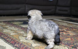 Havanese dogs for sale: Charlie - Image 6