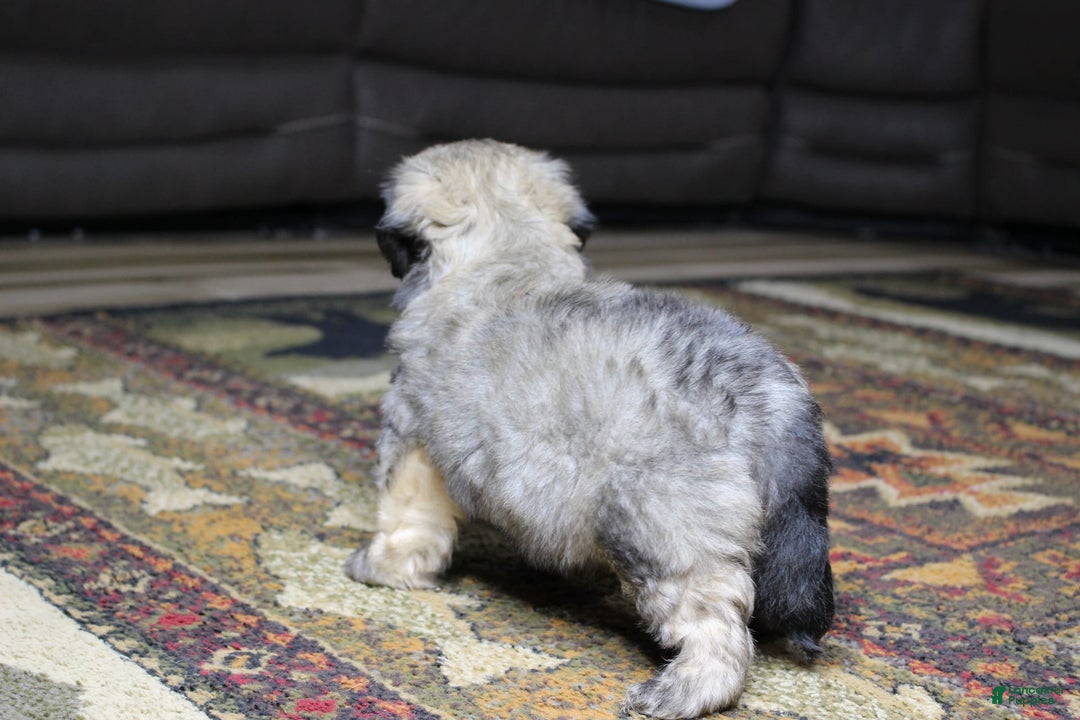 Havanese dogs for sale: Charlie - Image 6
