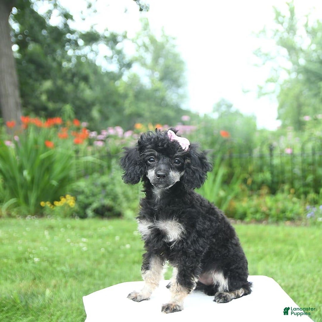Toy Poodle dogs for sale: Twinkle - Image 7
