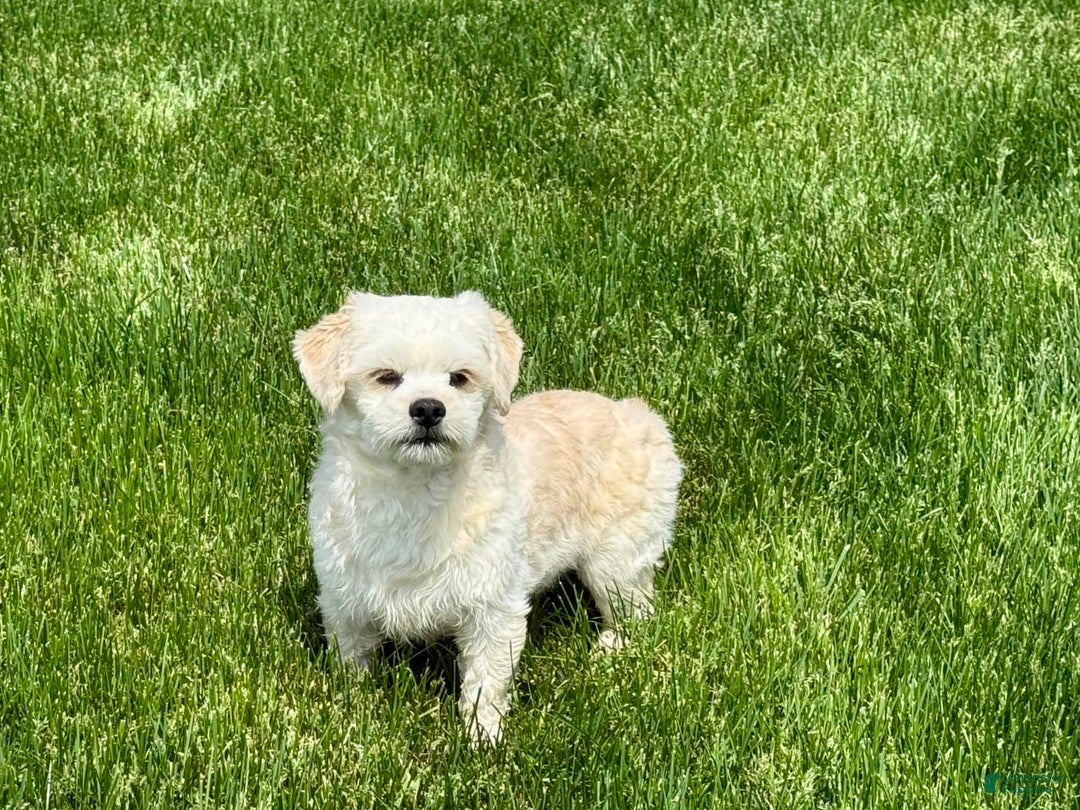 Lhasa Apso dogs for sale: Joey - Image 9