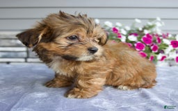 Shorkie dogs for sale: Everett - Image 6
