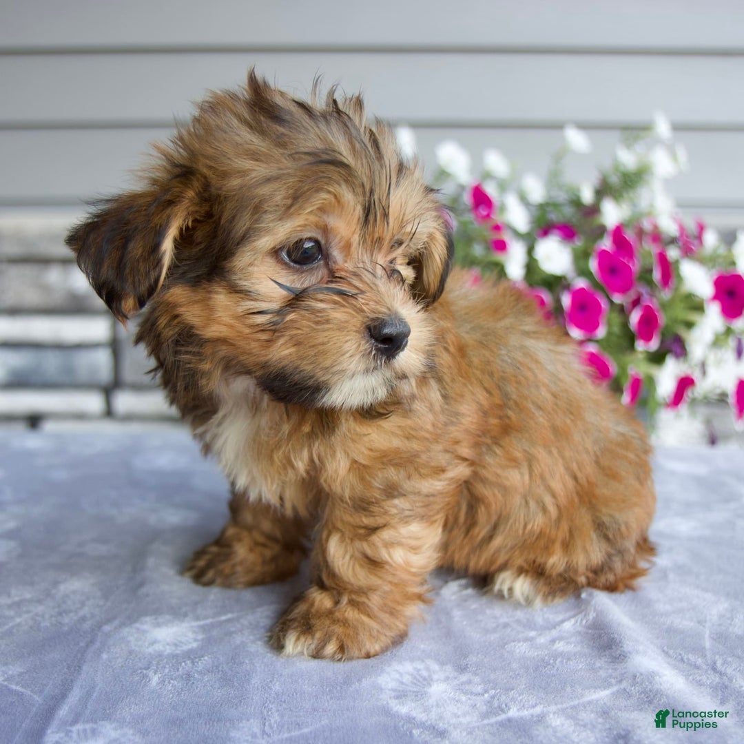 Shorkie dogs for sale: Everett - Image 6