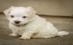 Maltese dogs for sale: Ash - Image 4