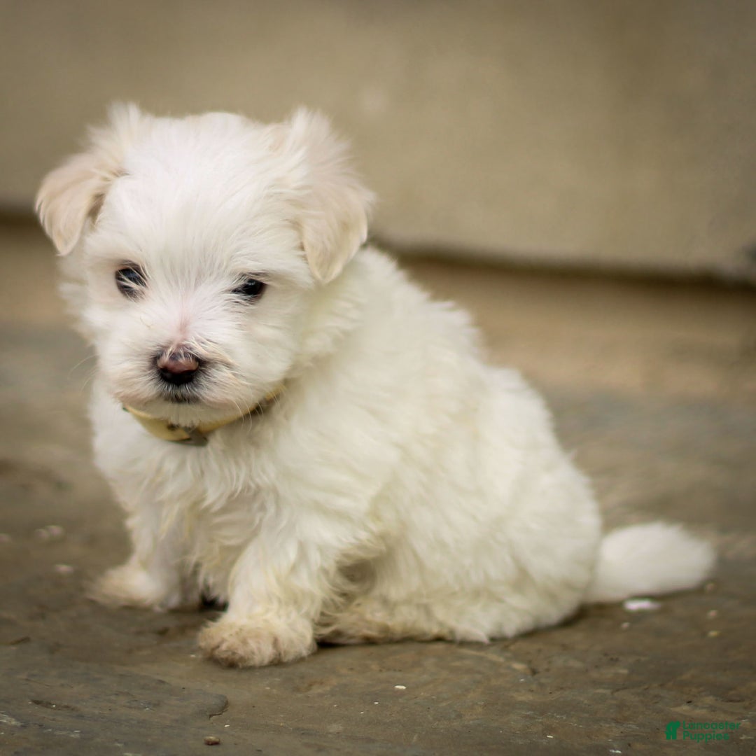 Maltese dogs for sale: Ash - Image 4