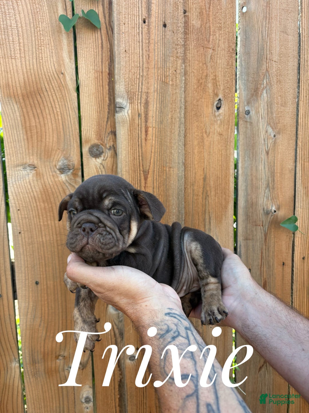 English Bulldog dogs for sale: Trixie - Image 1