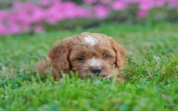Cavapoo dogs for sale: Cocoa - Image 4